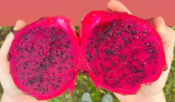 Red dragon fruit purée from Nicaragua
