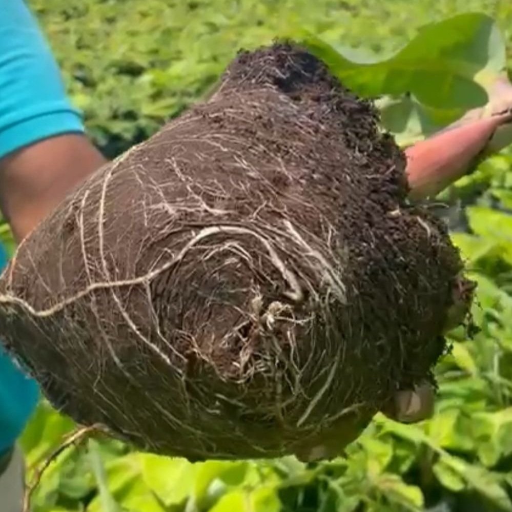 Regenerative Organic Certified coconut ingredient image from Sol Organica