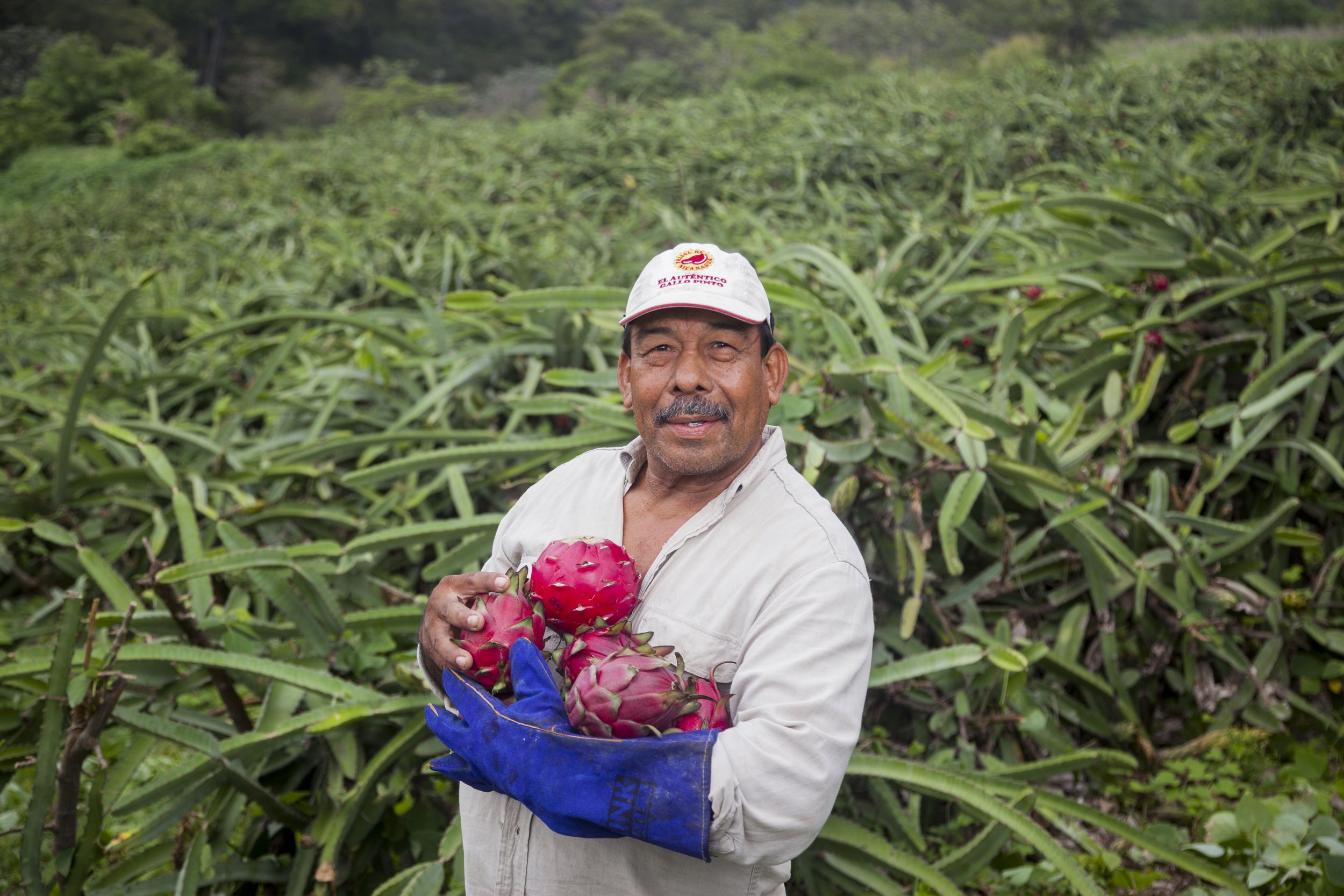 Farmer holding harvested dragon fruit in Nicaragua