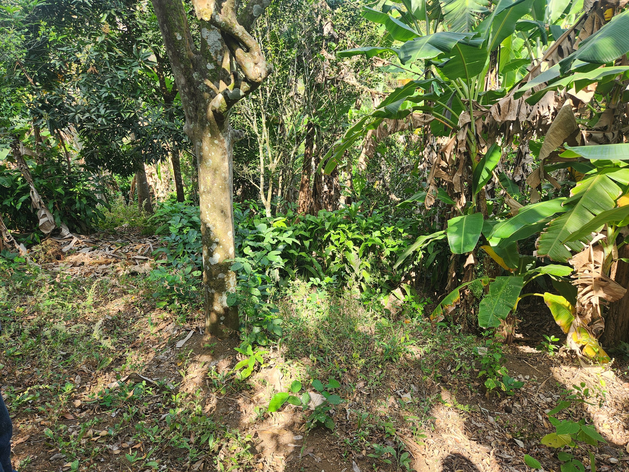 Regenerative Organic Tropical Fruit Ingredients: What Buyers Should Ask Before Sourcing
