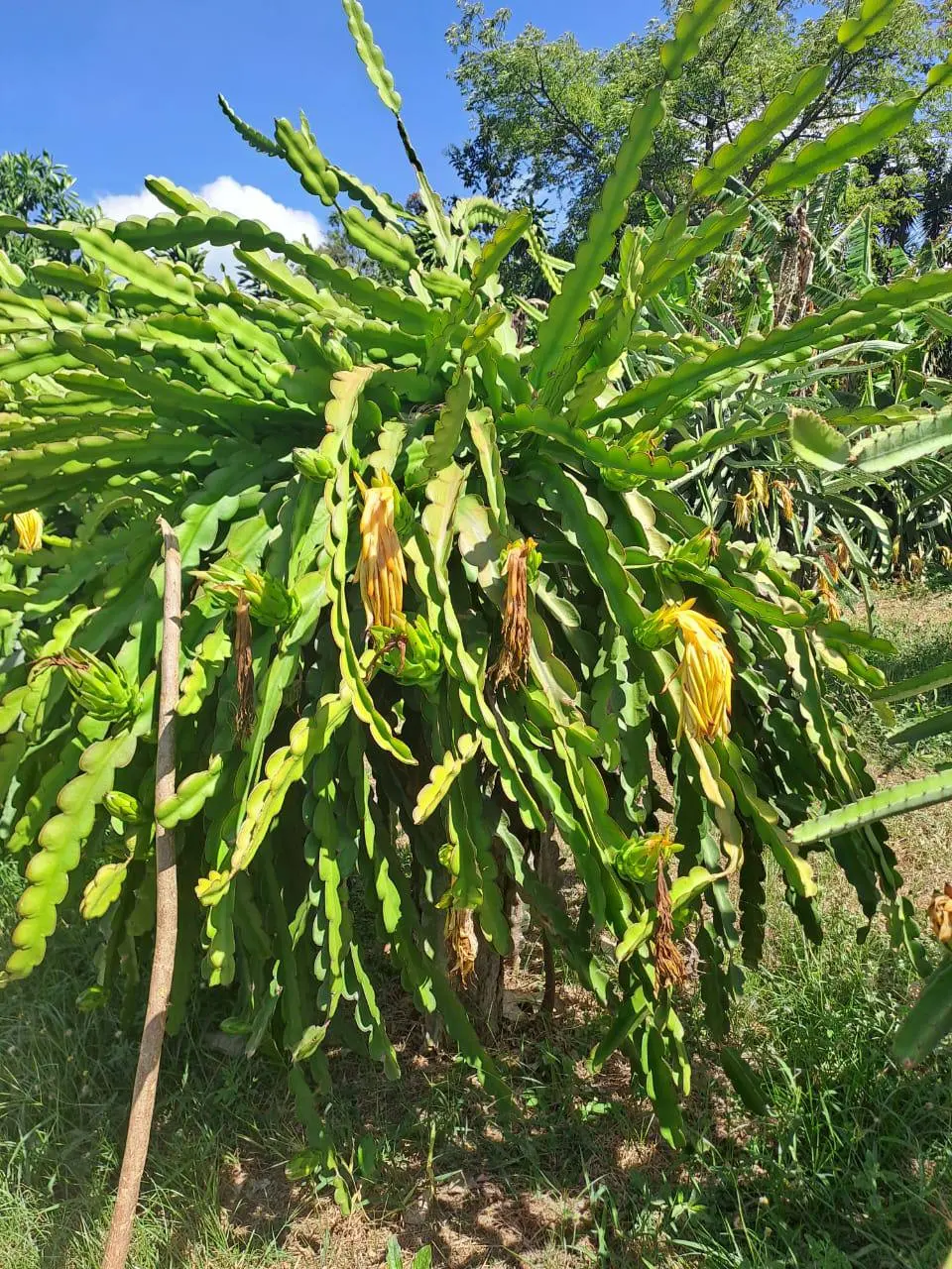Dragon fruit plants flowering in Nicaragua before seasonal harvest