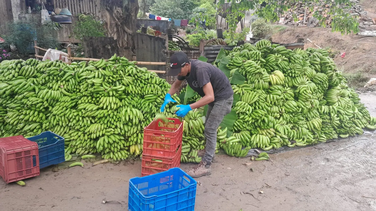Fresh green bananas arriving for processing