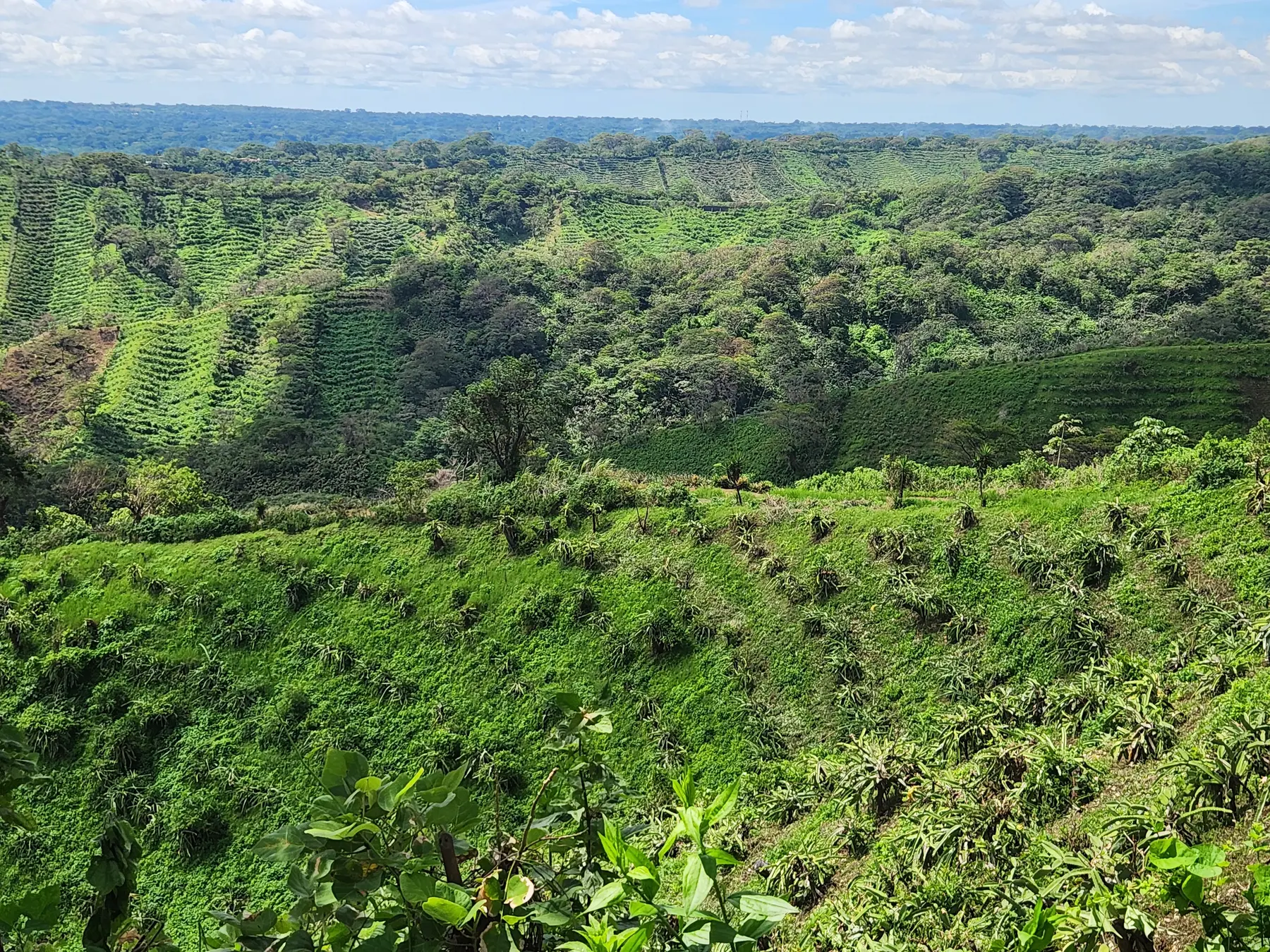 Tropical agricultural landscape in Nicaragua