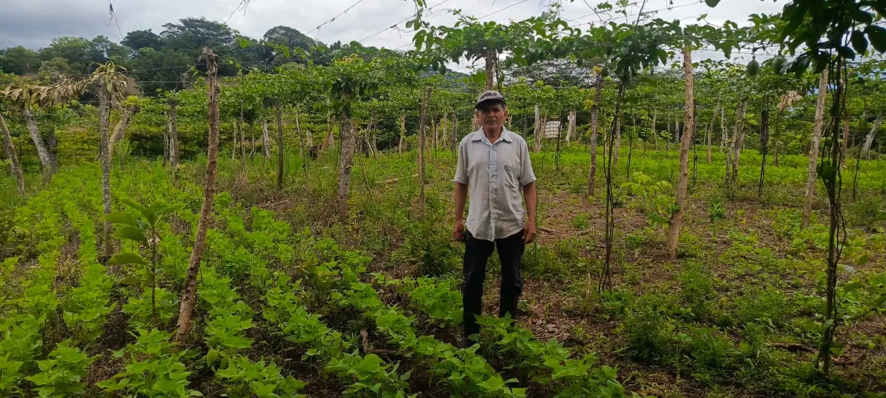 A Nicaraguan farmer inspecting passion fruit in the field